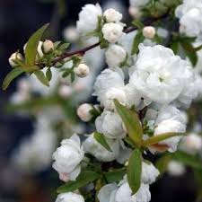Prunus glan. Alba Plena