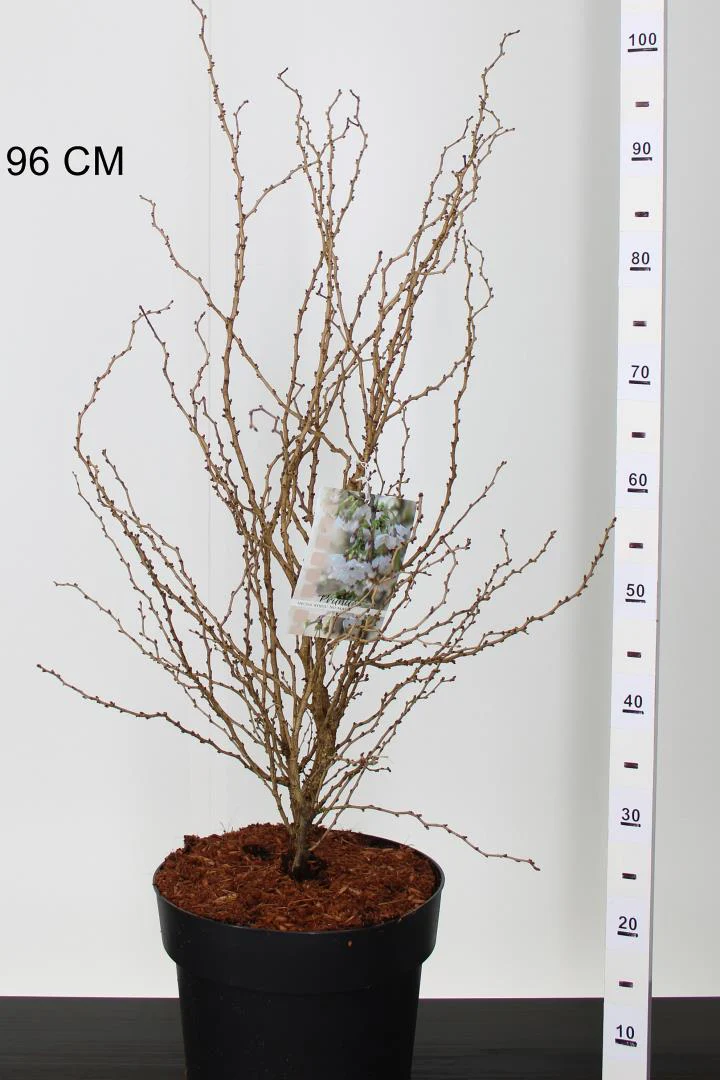 Prunus inc. Kojou-no-mai - Image 3