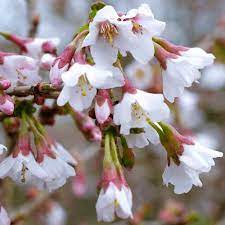 Prunus inc. Kojou-no-mai