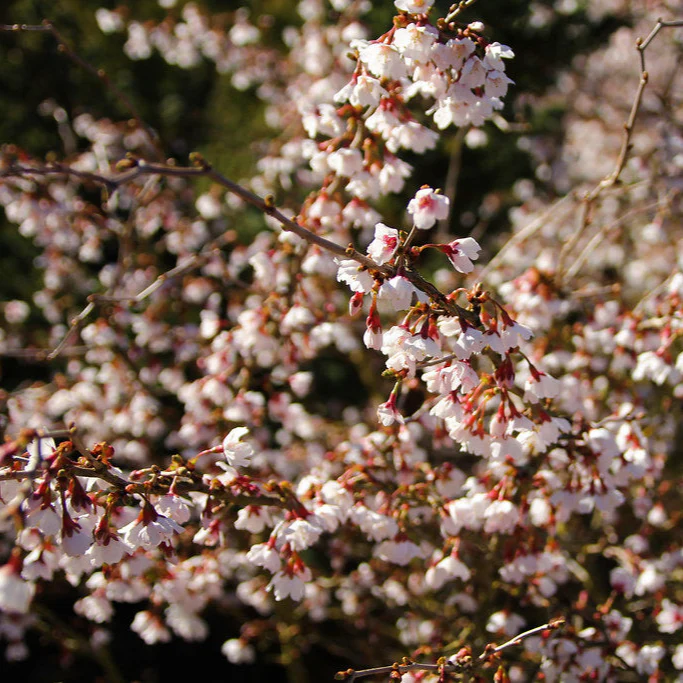 Prunus incisa Kojou-no-mai P29 (10 Ltr)