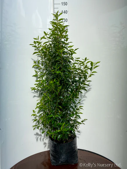 Prunus l. Angustifolia