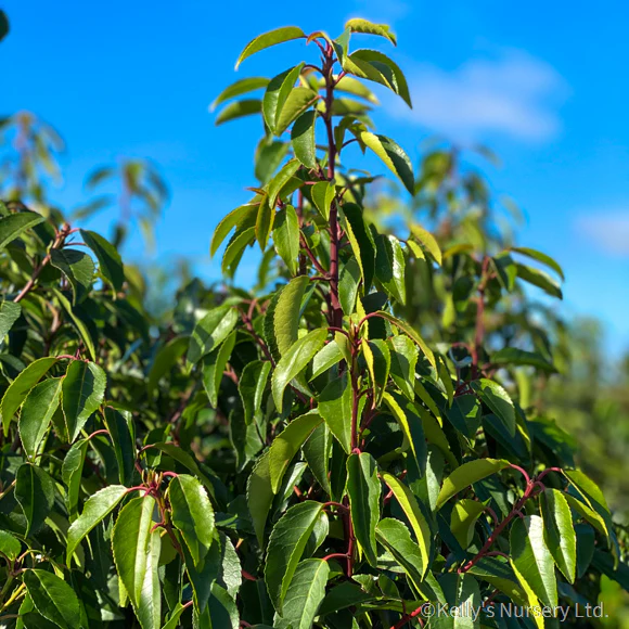Prunus l. Angustifolia - Image 2
