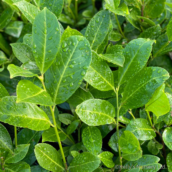 Prunus l. Rotundifolia 2L