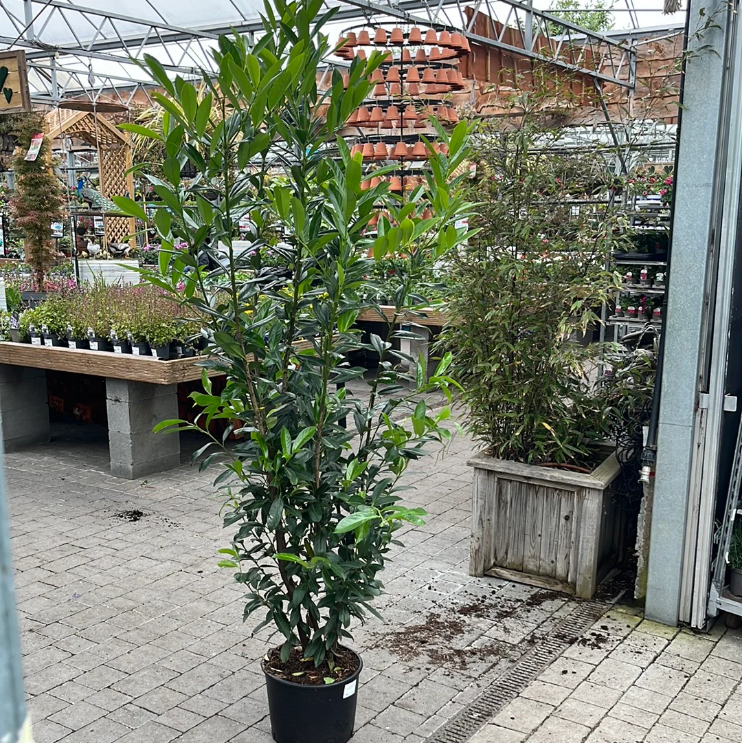 Prunus lau. Caucasica 200cm - Image 2