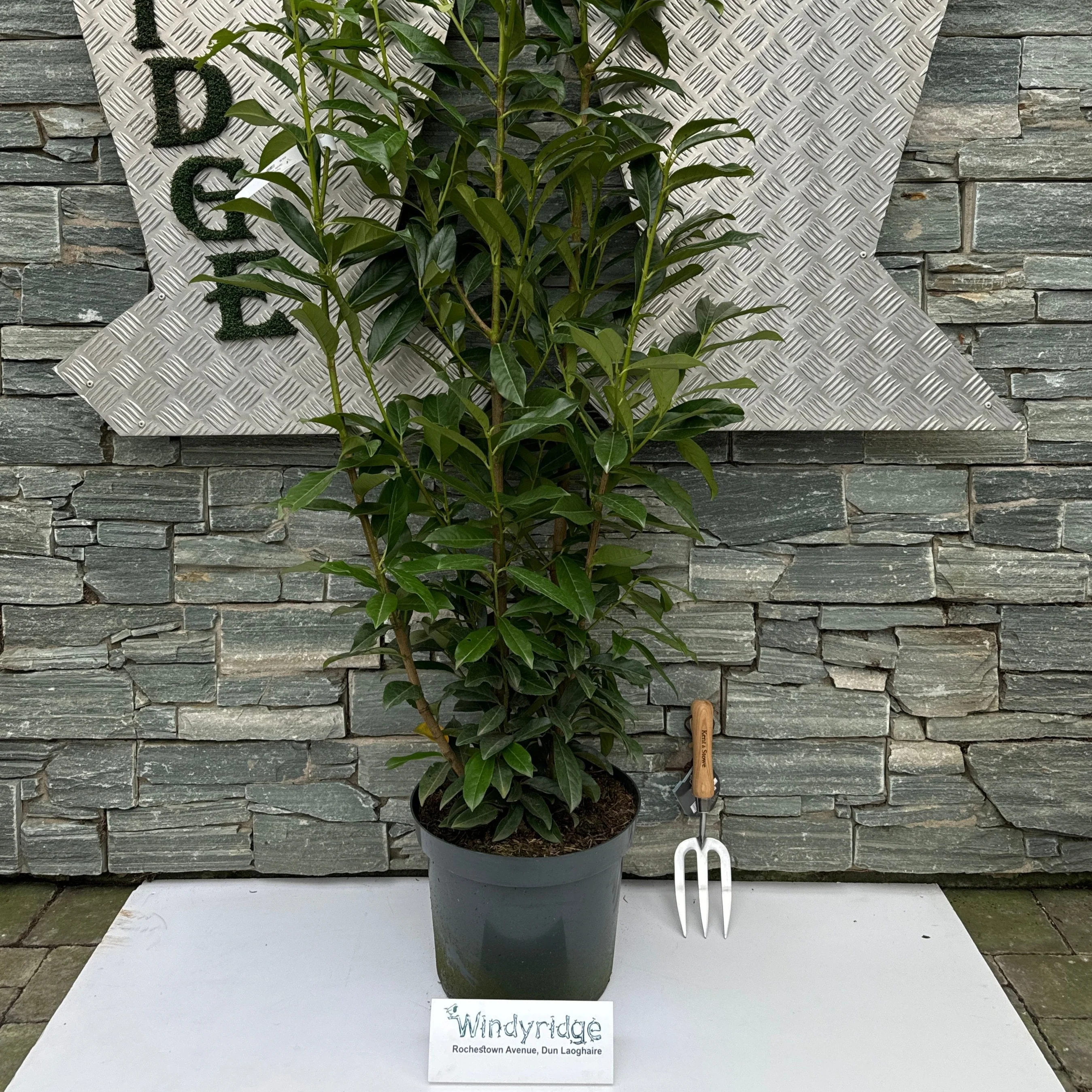 Prunus laur. 'Genolia'® * 100-125 CM C12