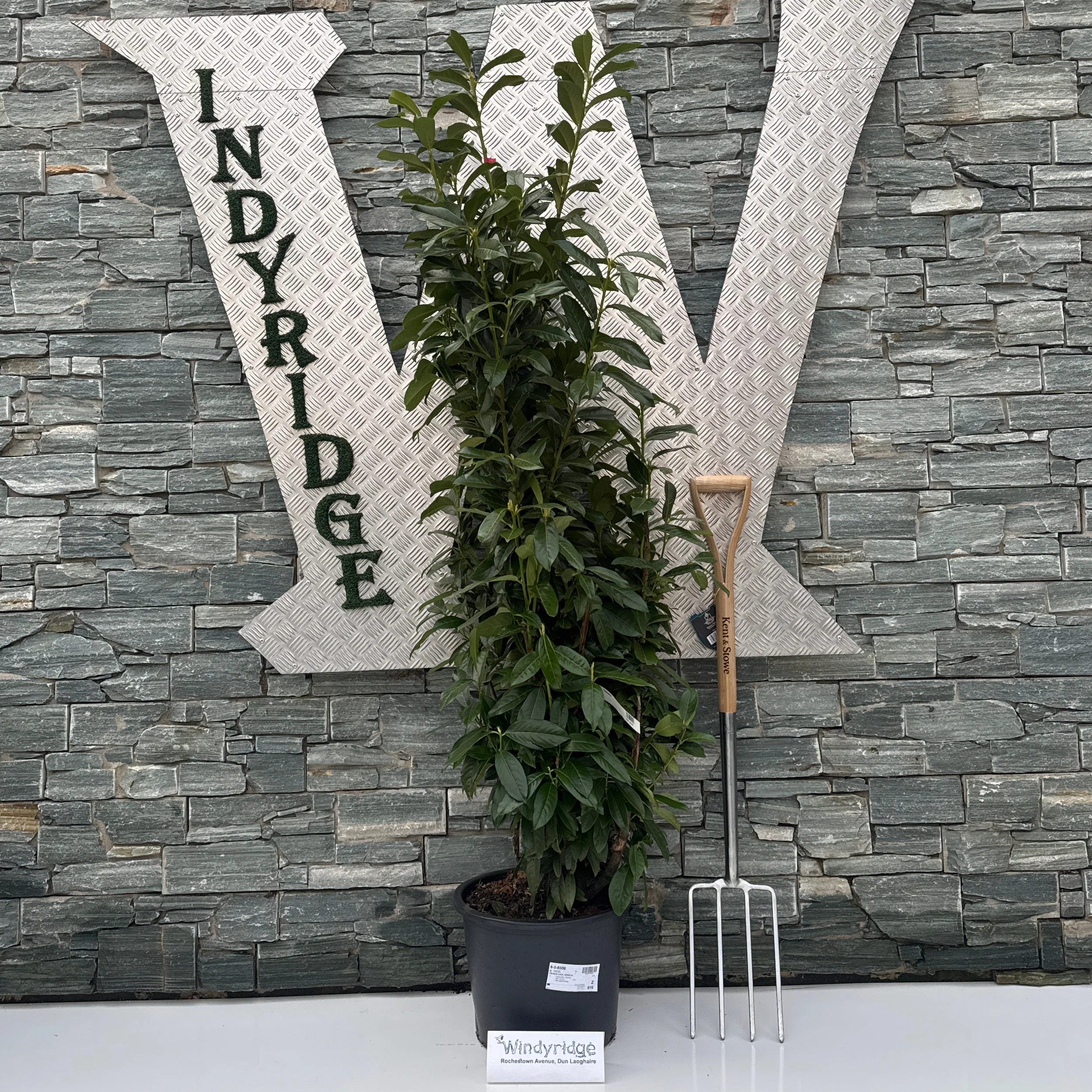 Prunus laur. 'Genolia' 150-175 cm.