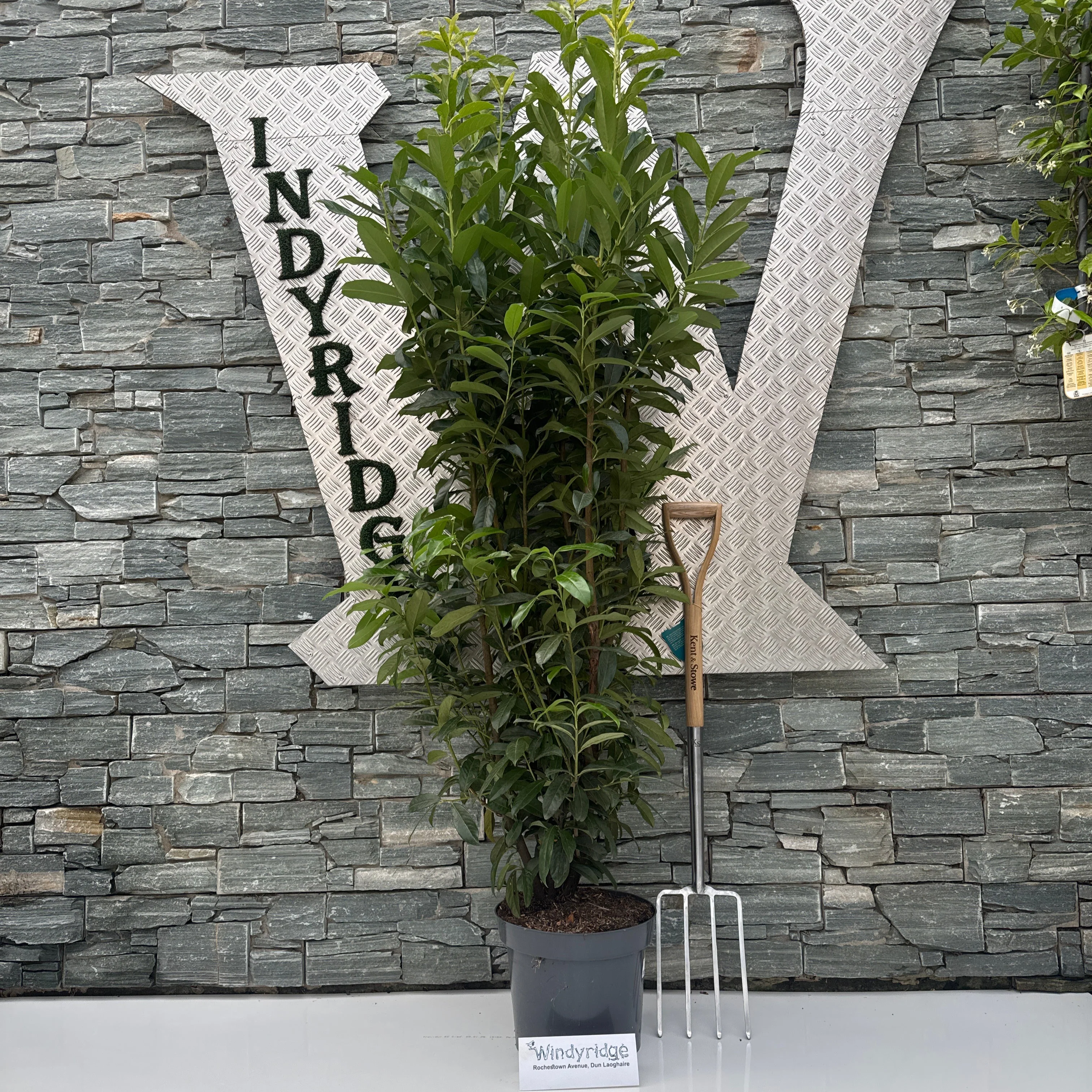 Prunus laur. Genolia  160-180 CM C15
