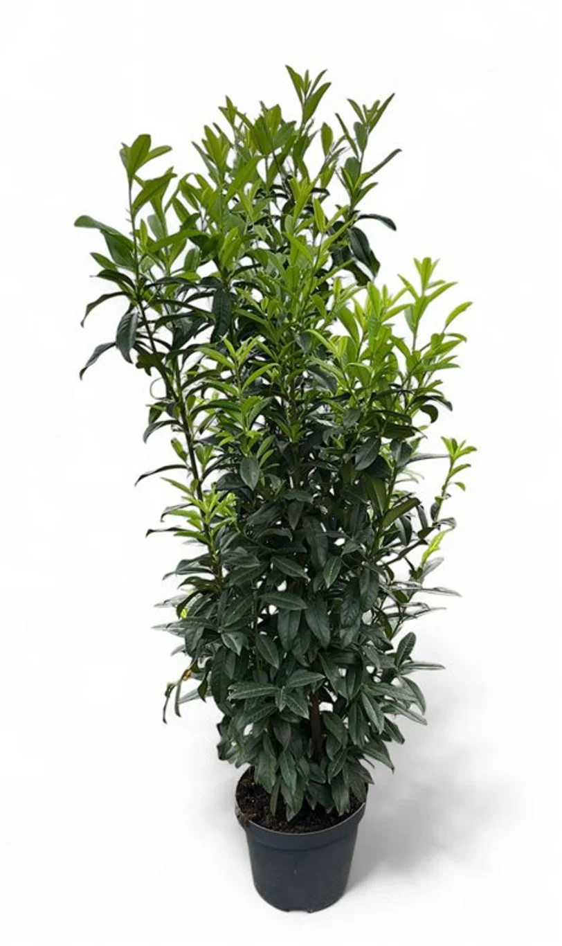 Prunus laur. Genolia  160-180 CM C15 - Image 2