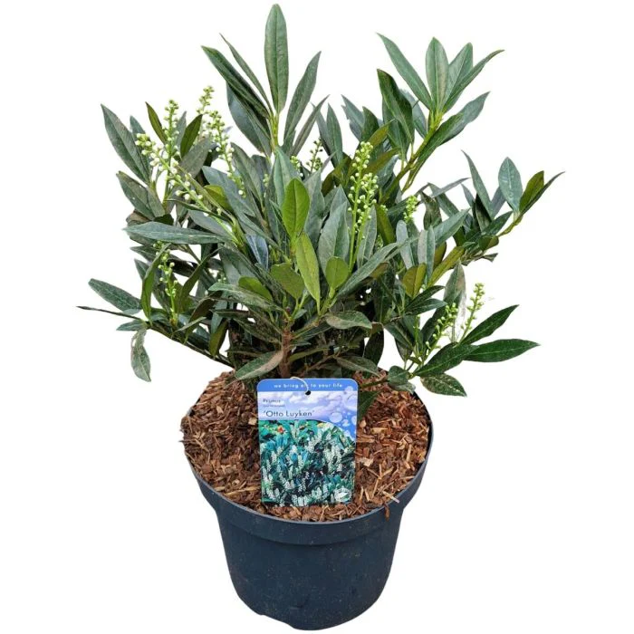 Prunus laur. Otto Luyken  40-50 CM C5