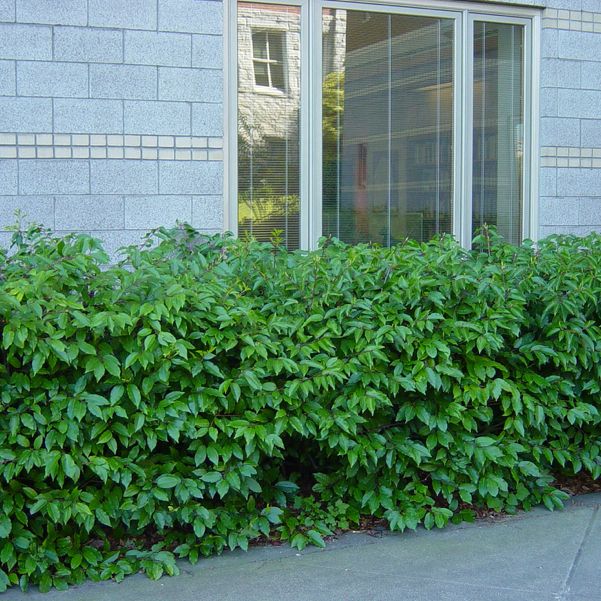 Prunus lusitanica