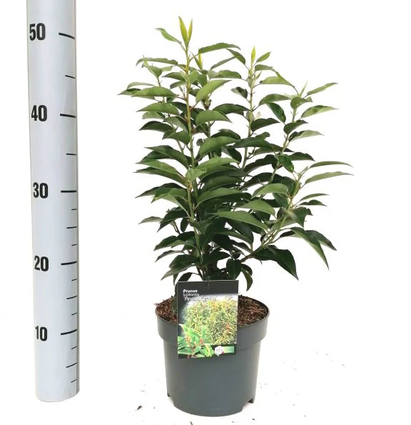 Prunus lusitanica - Image 2
