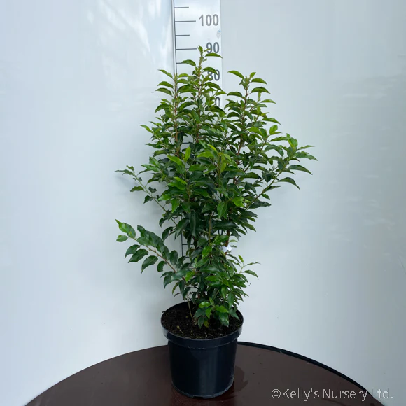 Prunus lusitanica angustifolia