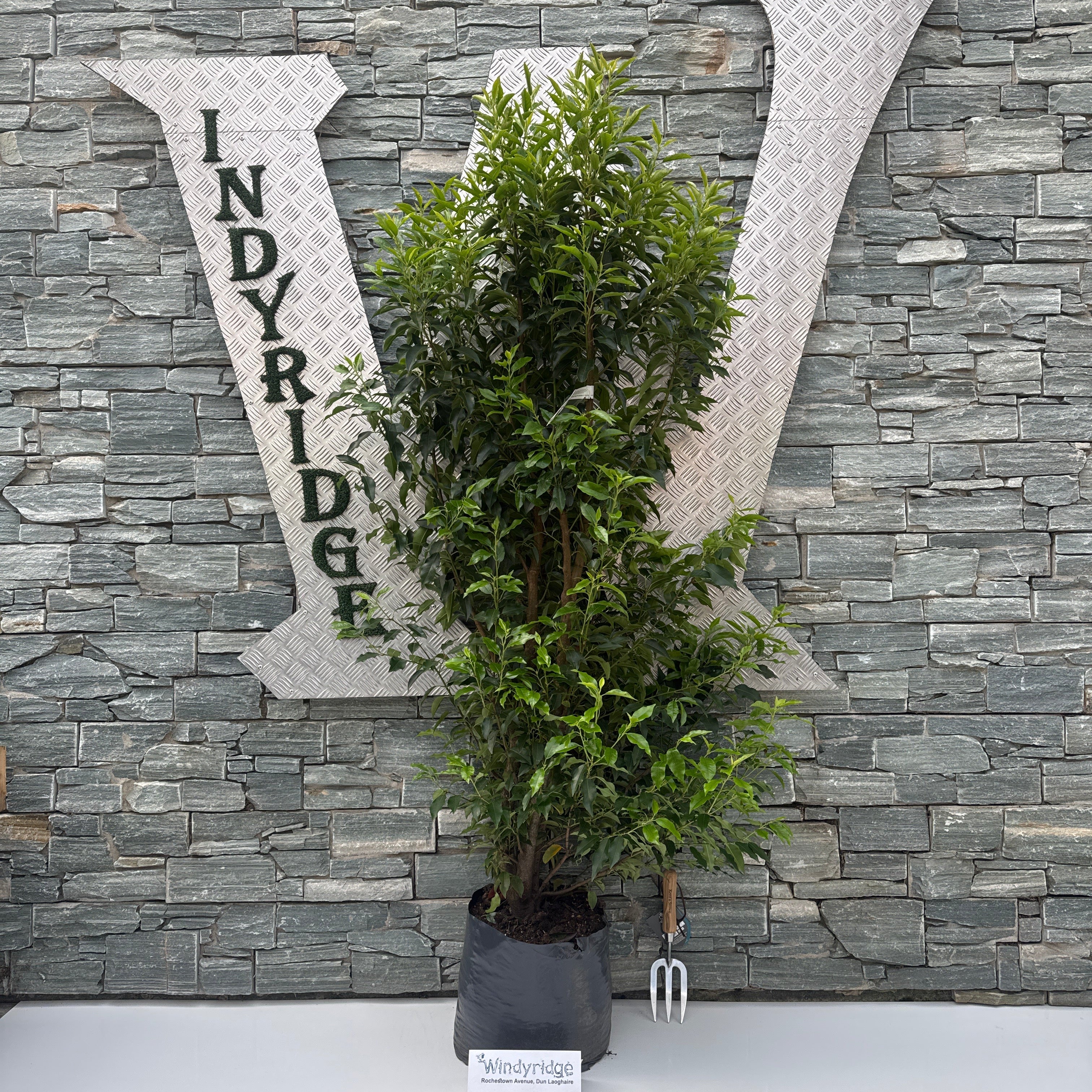Prunus lusitanica  Angustifolia  20L 150-175