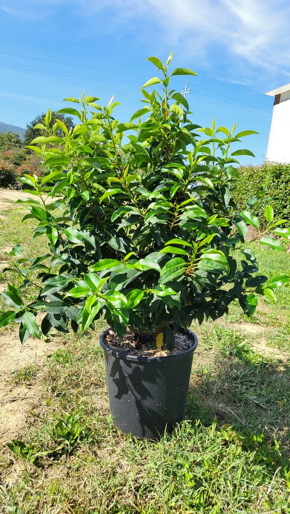 PRUNUS LUSITANICA ANGUSTIFOLIA CLT 15 / 18 H 80 - 100 CM - Image 2