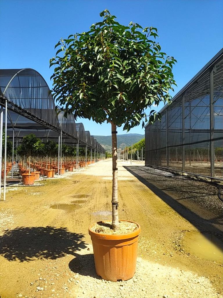 PRUNUS LUSITANICA "ANGUSTIFOLIA" CLT 30 / 35 CIRC. TR. 10 - 12+ CM CHIOMA 60 - 70 CM 1/2 STD