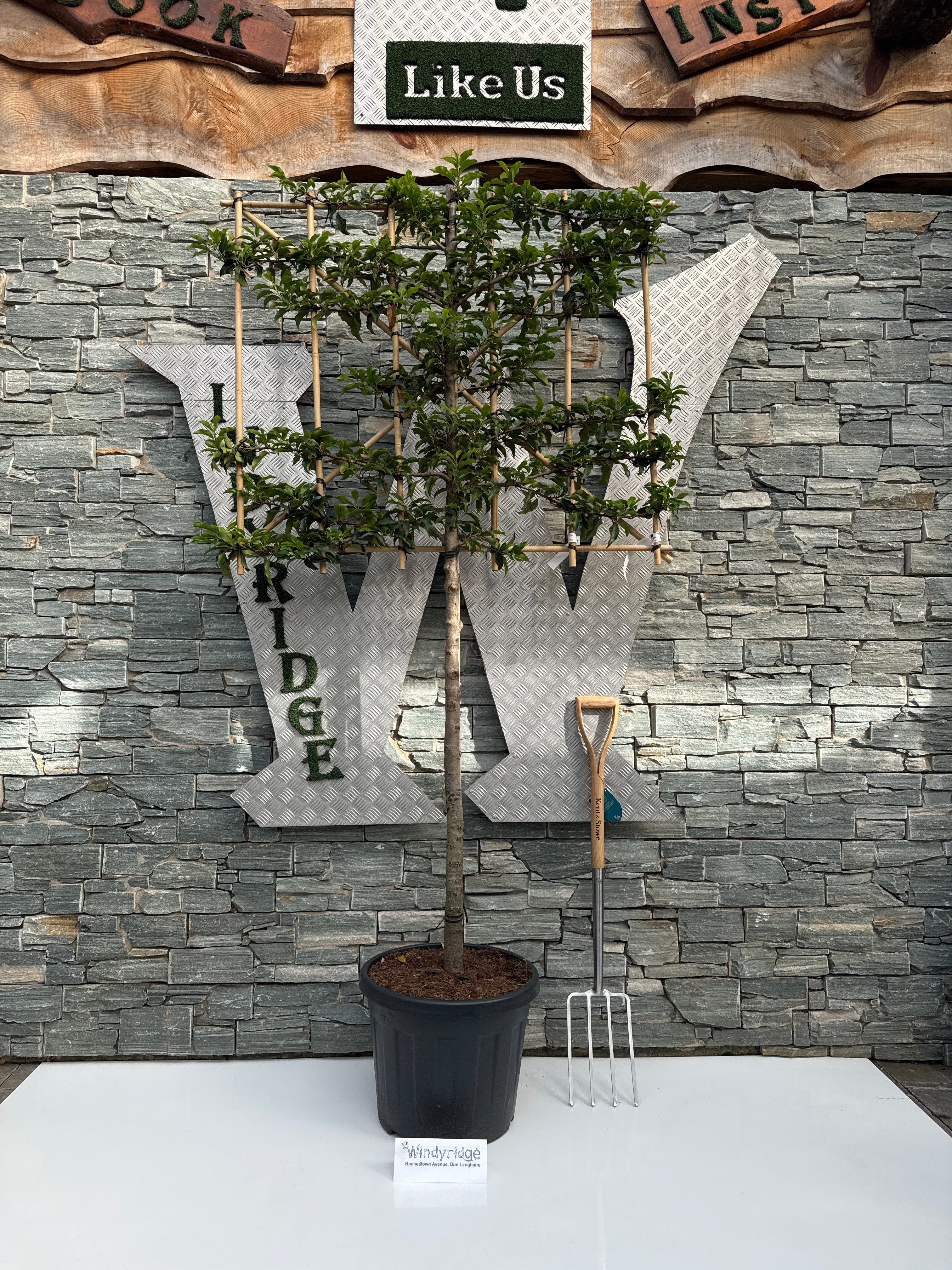Prunus lusitanica Brenelia C45 Half-stem Pleached 110cm Stem - Image 2
