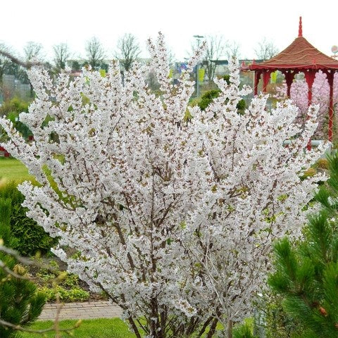 Prunus nipp. Brilliant