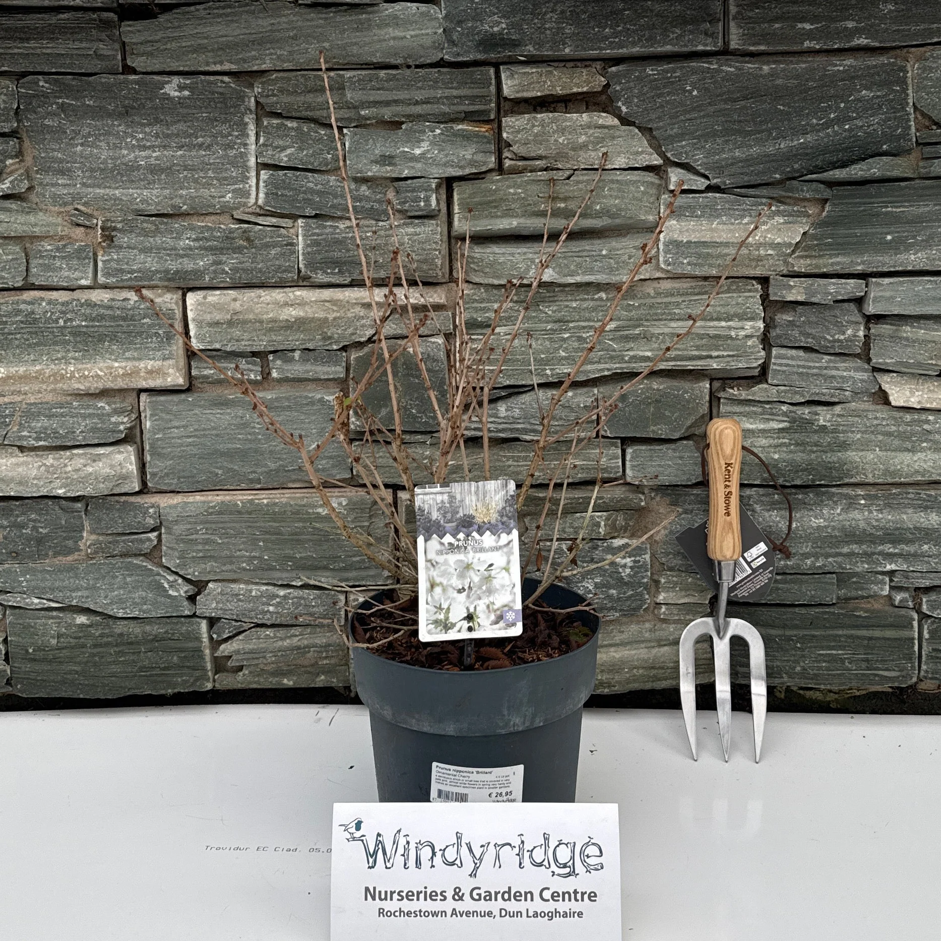 Prunus nipponica Brillant 4.5 Ltr pot