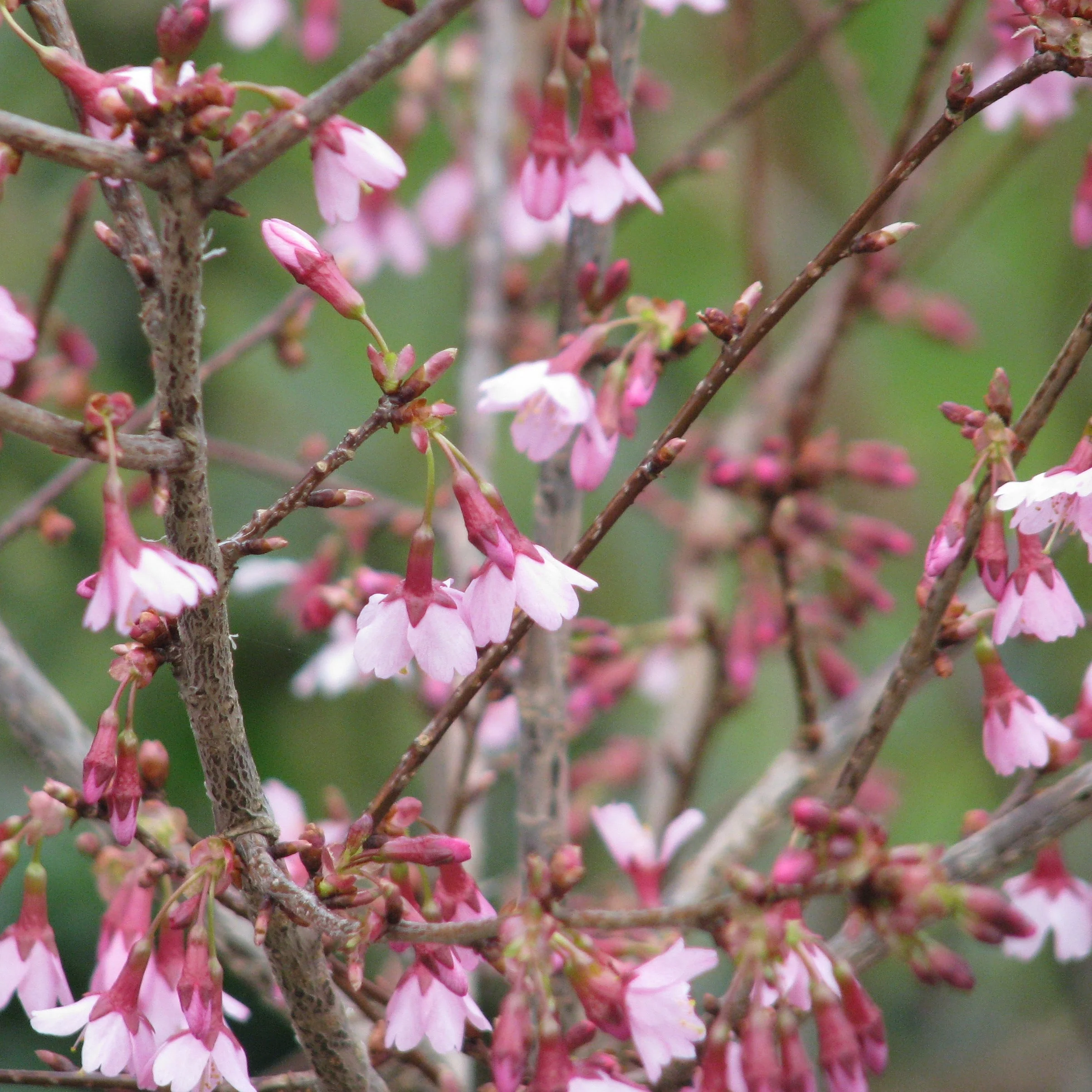 Prunus Okame