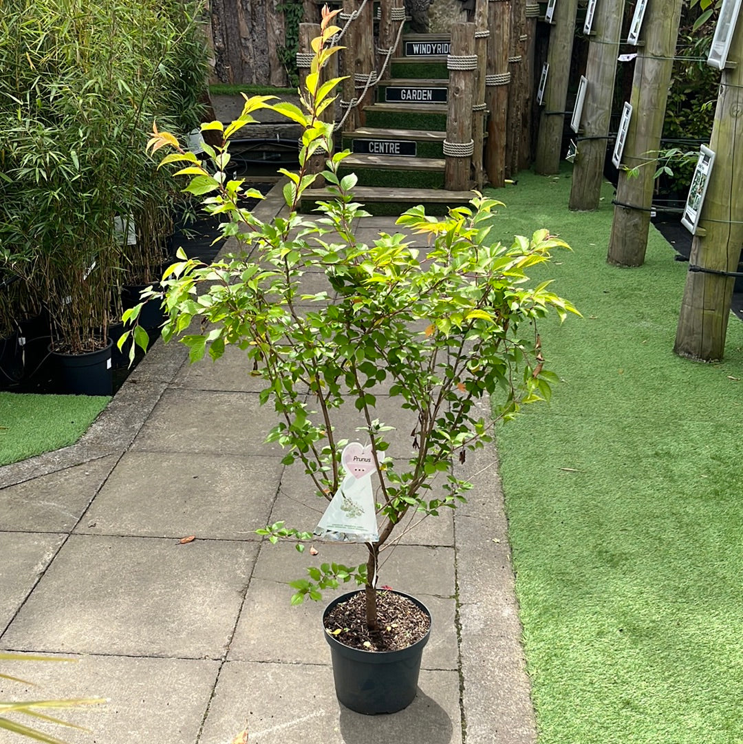 Prunus Okame - Image 2