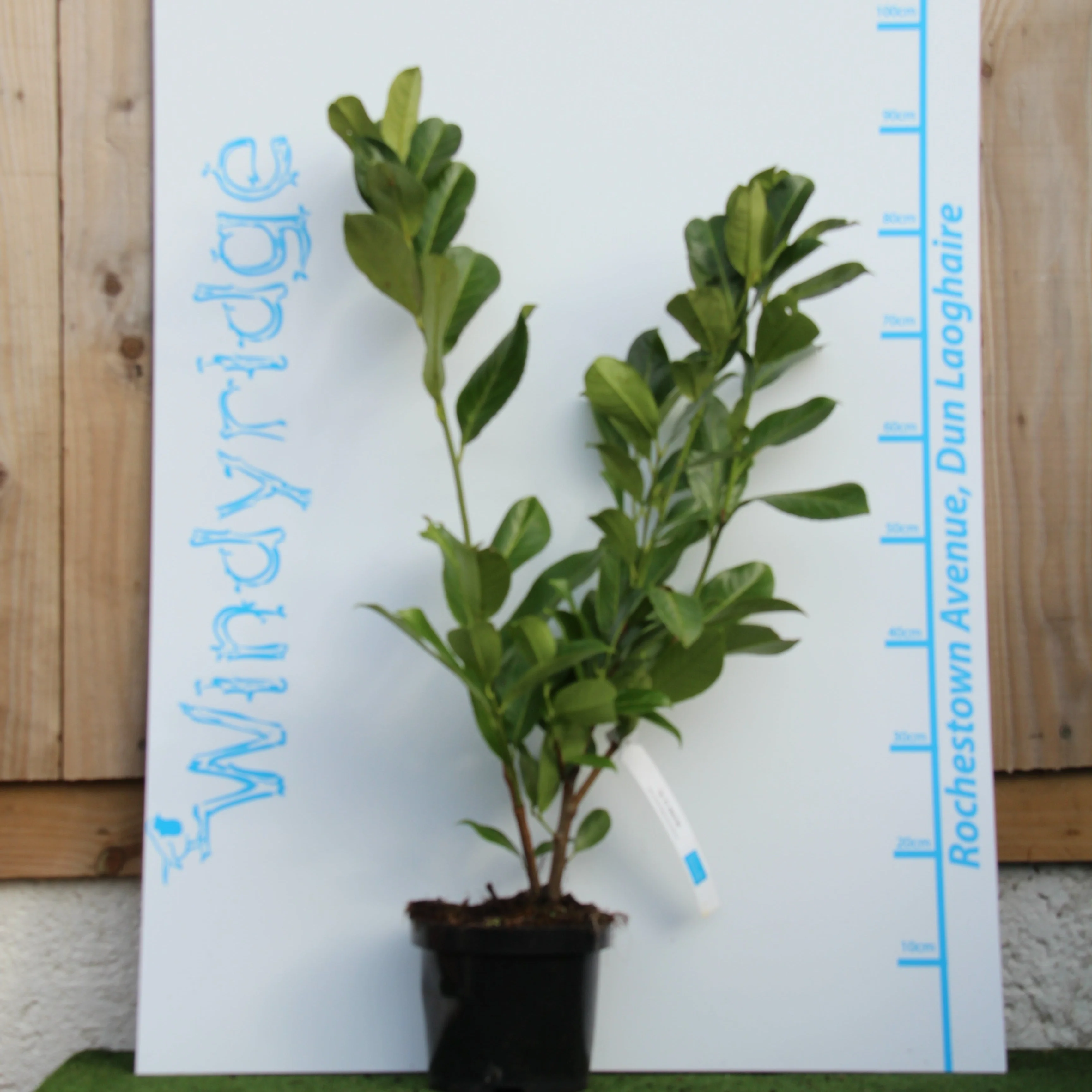 Prunus Rotundifolia/Laurocerasus
