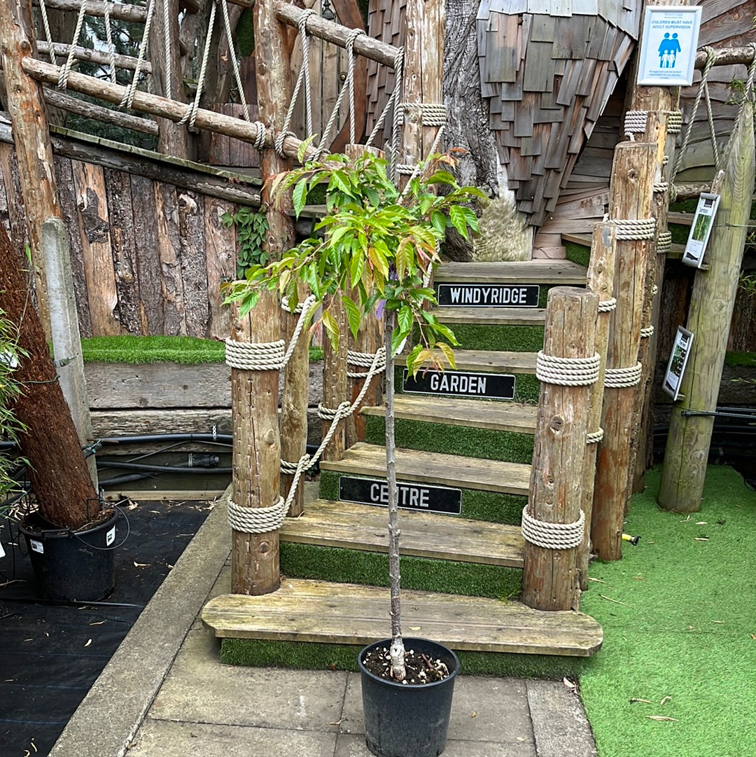 PRUNUS SERR. 'KIKUSHIDARE SAKURA' CLT 15 CIRC. TR. 06 - 08+ CM 1/2 STD