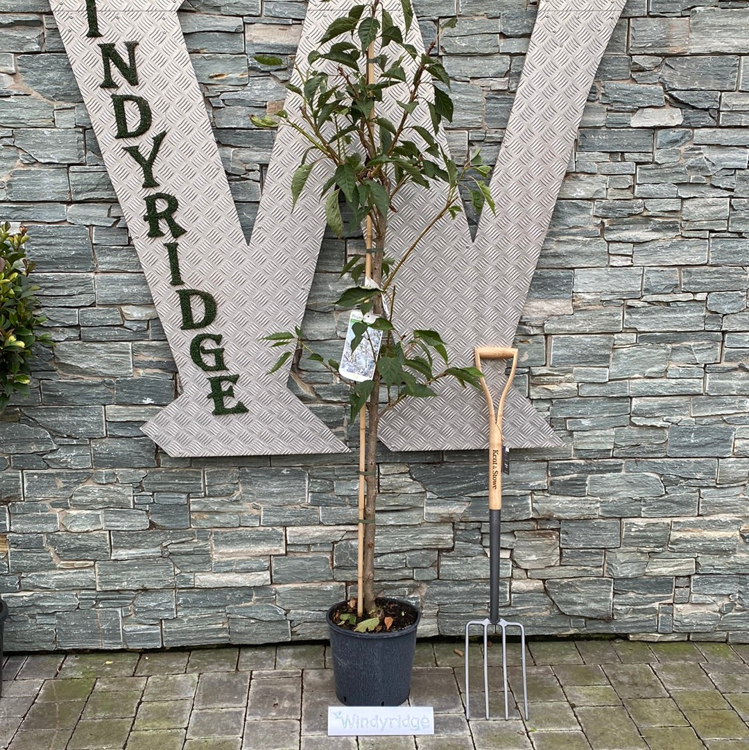 PRUNUS SERRULATA SHIROTAE - Image 2