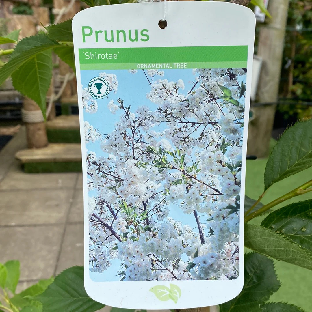 Prunus shirotae - Image 3