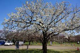 Prunus shirotae - Image 4
