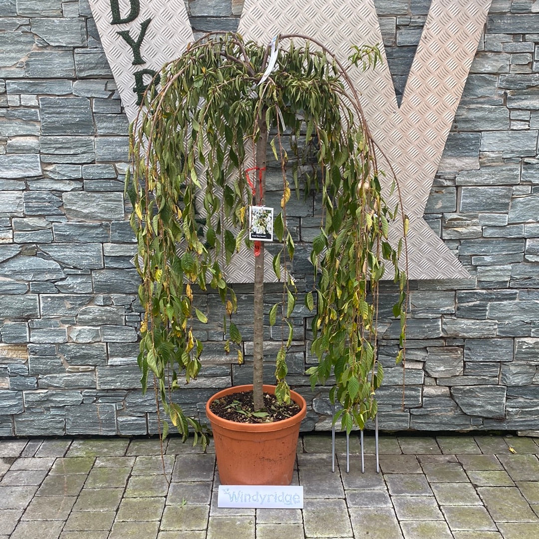PRUNUS SNOW FOUNTAIN CLT 25 CIRC. TR. 10 - 12 CM 1/2 STD