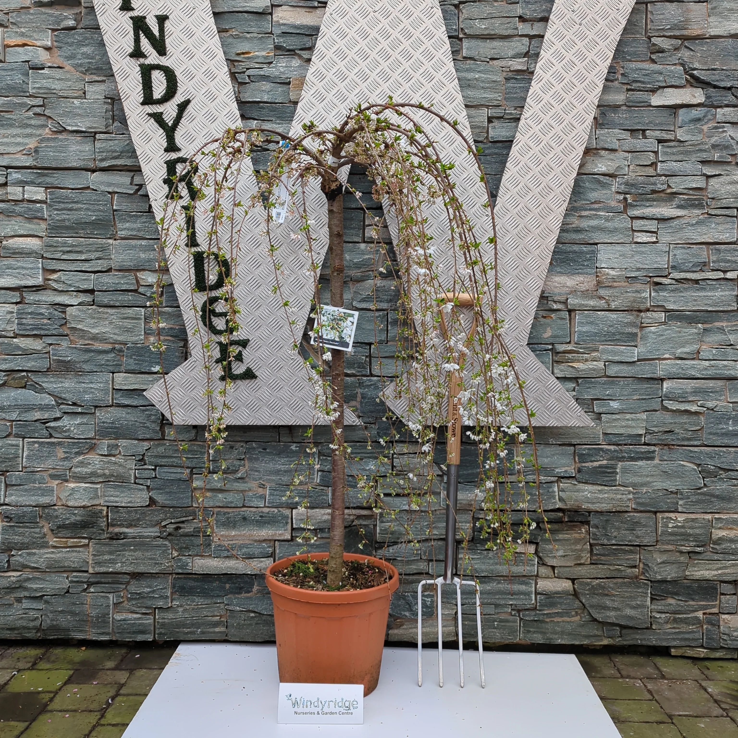 PRUNUS SNOW FOUNTAIN CLT 25 CIRC. TR. 10 - 12 CM 1/2 STD - Image 2