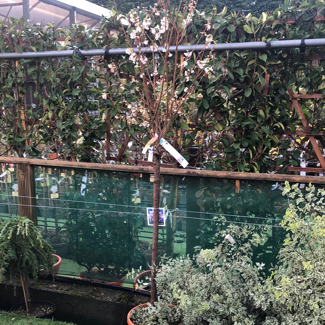 PRUNUS SUBH. AUTUMNALIS ROSEA CLT 25 CIRC. TR. 10 - 12 CM 1/2 STD - Image 3