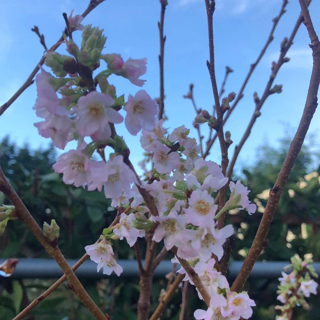 PRUNUS SUBH. AUTUMNALIS ROSEA CLT 25 CIRC. TR. 10 - 12 CM 1/2 STD - Image 4