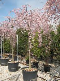 PRUNUS SUBH. PENDULA CLT 25 CIRC. TR. 10 - 12 CM 1/2 STD