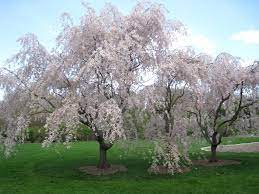 PRUNUS SUBH. PENDULA CLT 25 CIRC. TR. 10 - 12 CM 1/2 STD - Image 2