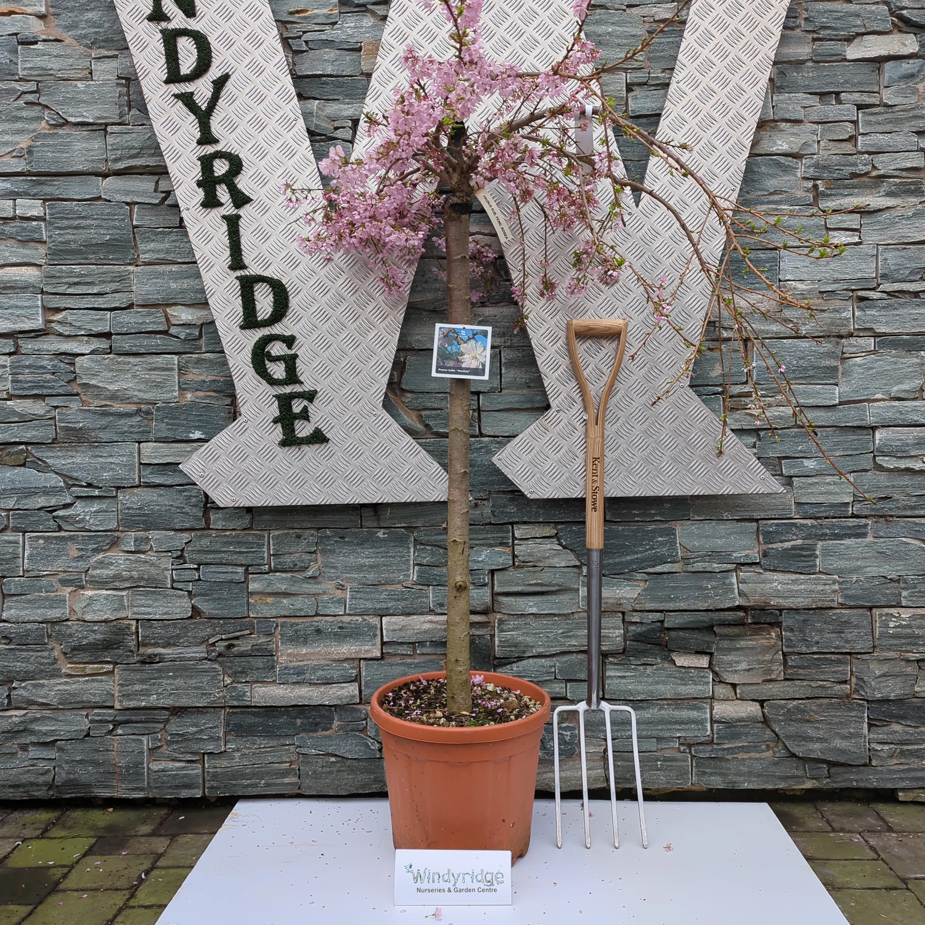 PRUNUS SUBH. PENDULA CLT 25 CIRC. TR. 10 - 12 CM 1/2 STD - Image 3