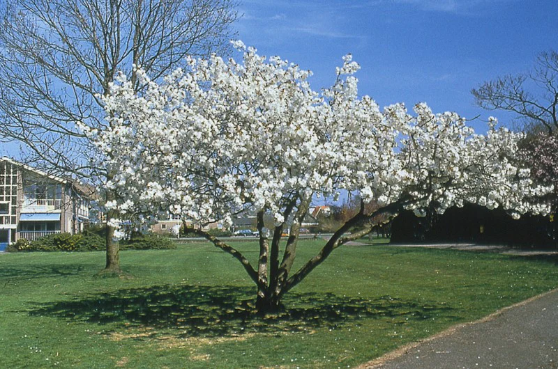 Prunus Tai Haku