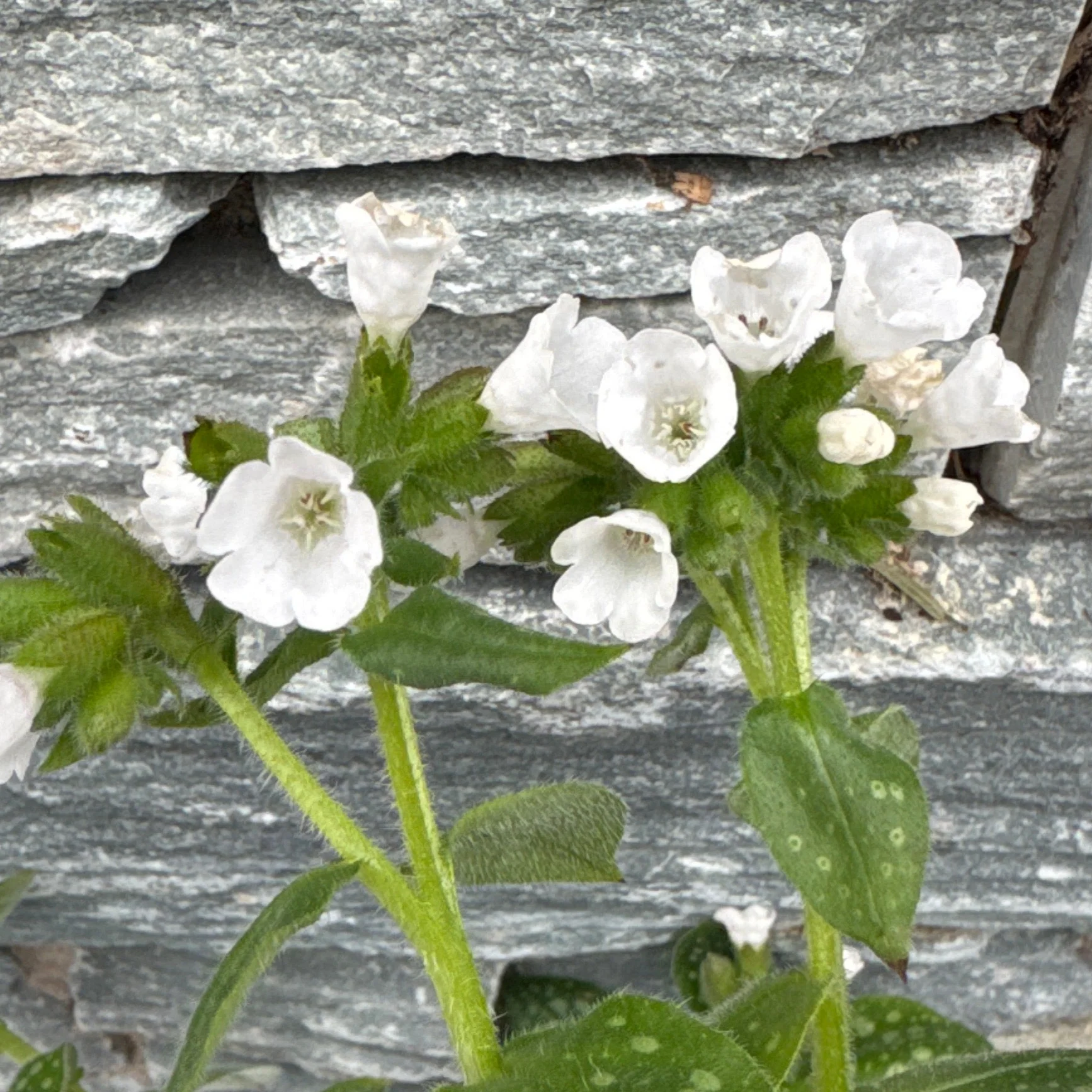 Pulmonaria Sissinghurst White - Image 3