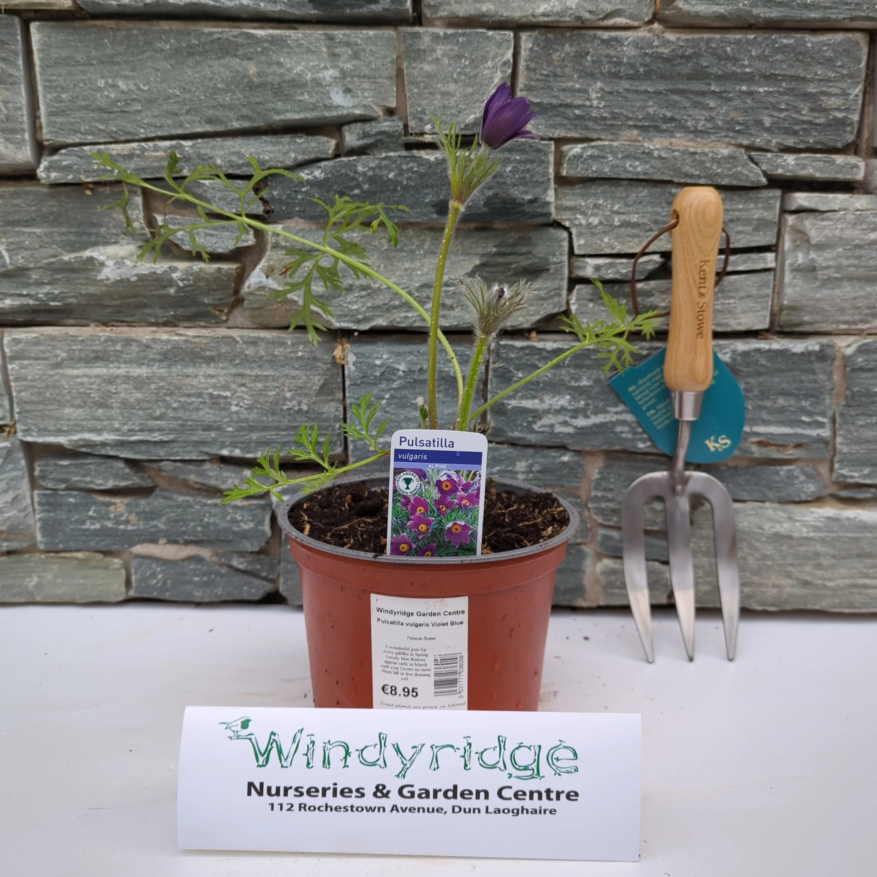 Pulsatilla vulgaris Violet Blue - Image 2