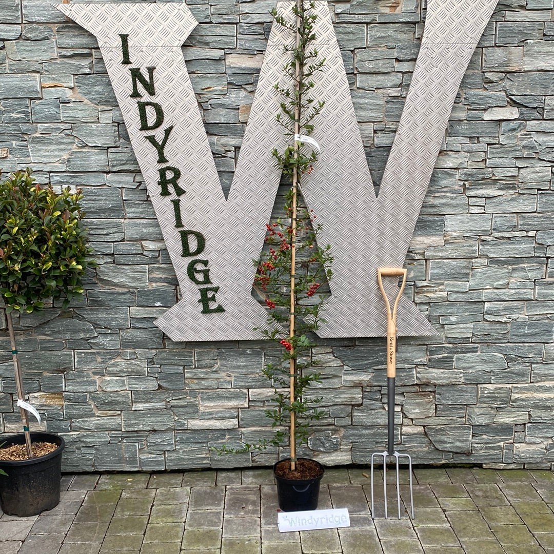 Pyracantha cocc. Red Column
