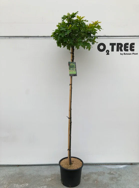 Quercus palustris Green Dwarf 150 CM STEM