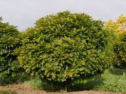 Quercus palustris Green Dwarf 150 CM STEM - Image 2