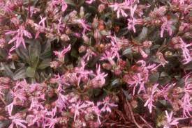 Ragged Robin Lychnis Flos Cuculi Nana (3Ltr Pot) - Image 2