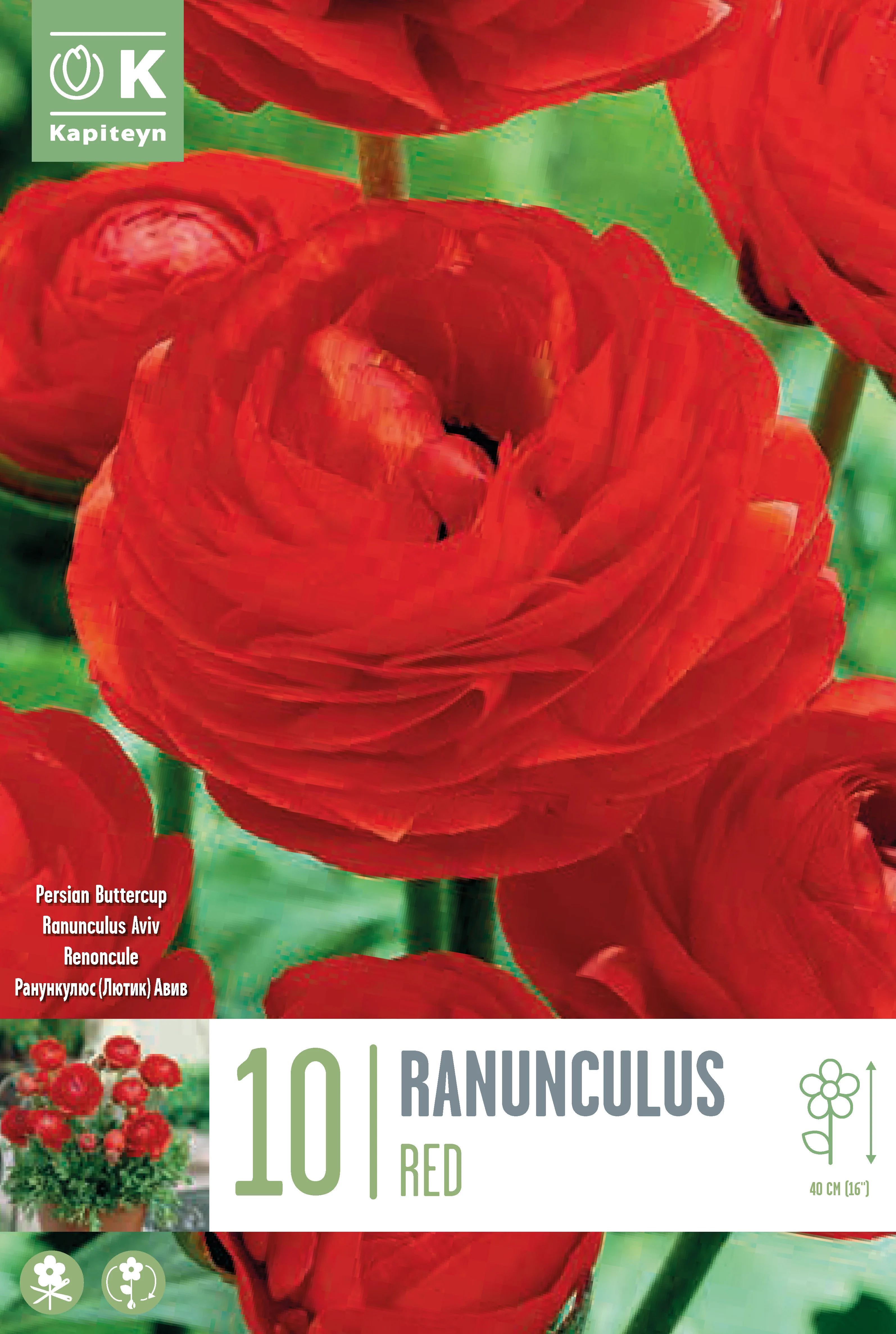 RANUNCULUS AVIV RED 10