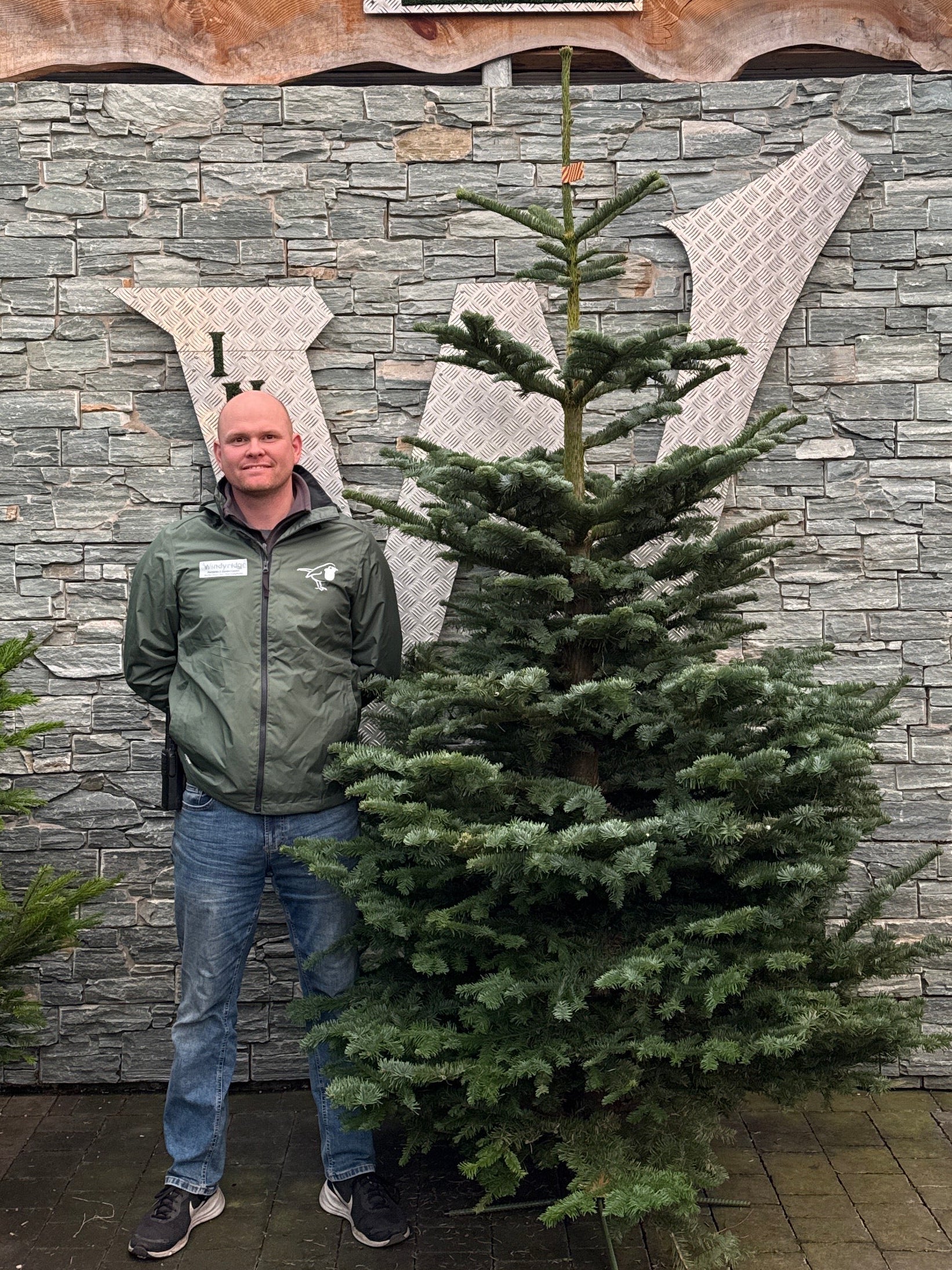 Real Christmas Tree Noblis Fir Purple 7.5ft-8.3ft (225-250cm)
