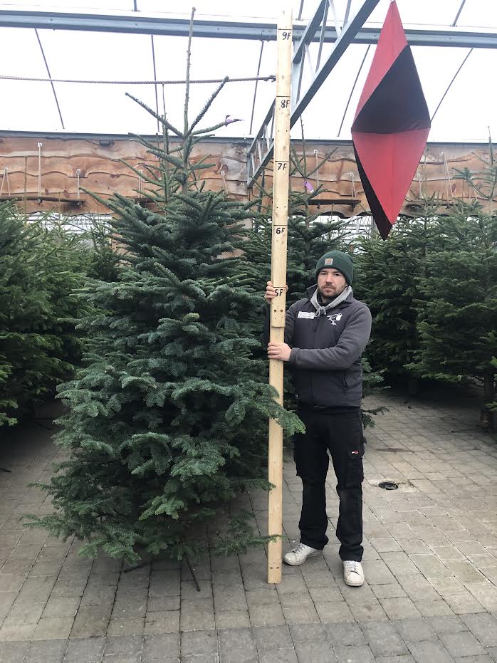 Real Christmas Tree Noblis Fir Purple 7.5ft-8.3ft (225-250cm) - Image 2