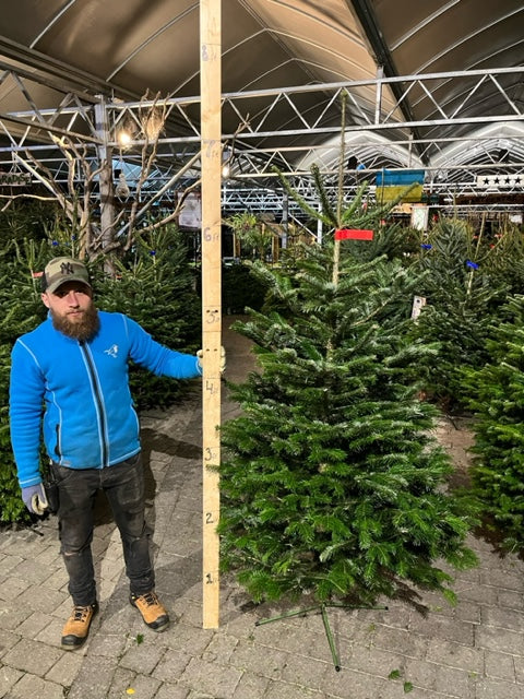 Real Christmas Tree Noblis Fir Red Red Tag 6.7ft-8.3ft (200-250cm) - Image 2