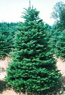 Real Christmas Tree Noblis Fir Red Red Tag 6.7ft-8.3ft (200-250cm) - Image 3