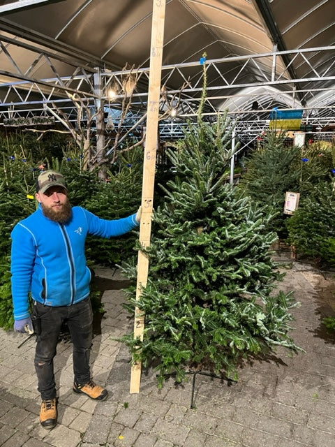 Real Christmas Tree Nordman Fir Blue Tag 5.9ft-6.7ft (175-200cm) - Image 2