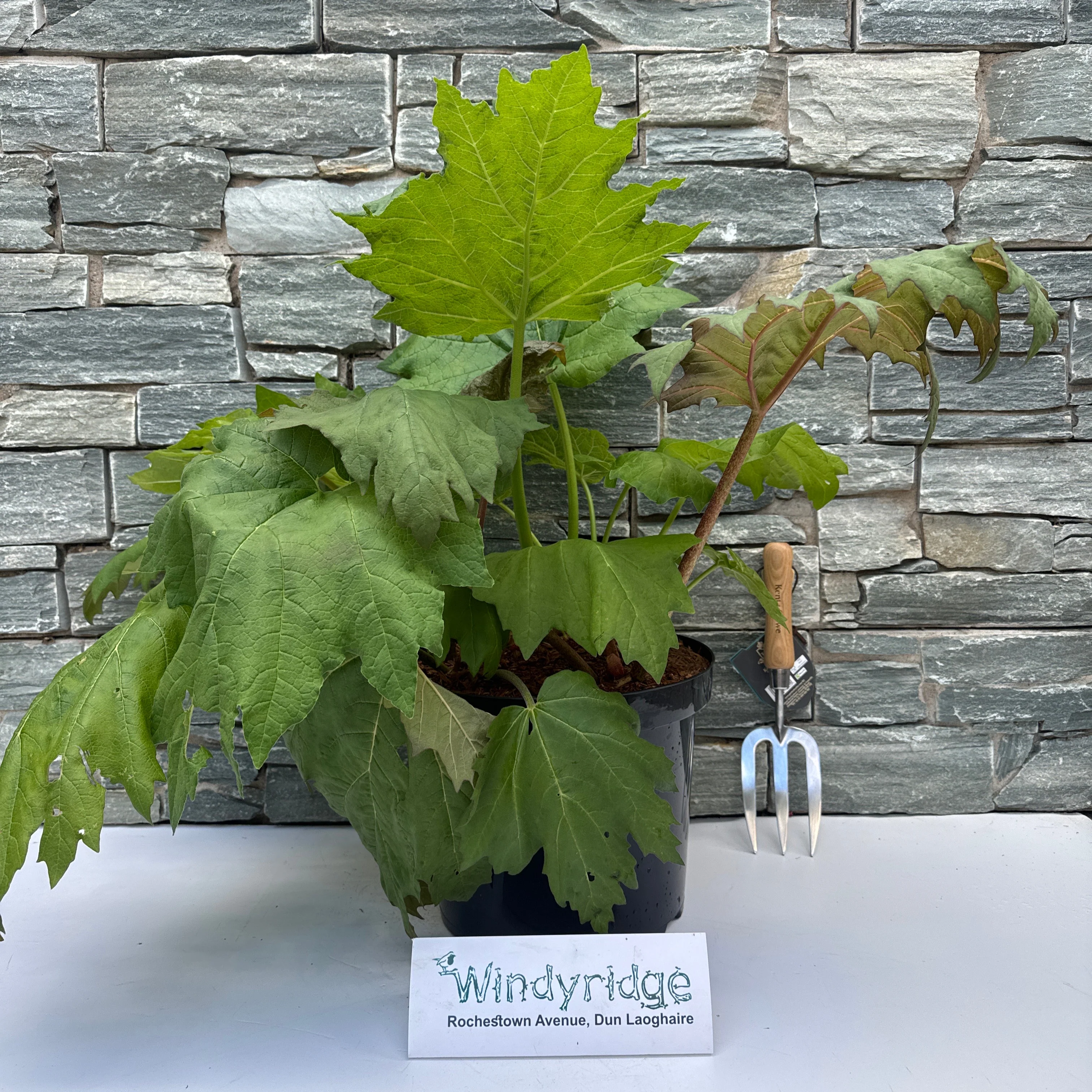 RHEUM palmatum tanguticum - Image 3